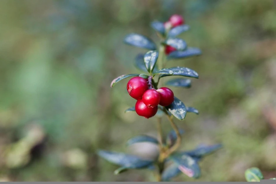 lingonberry-5613693_1920.jpg?type=w1