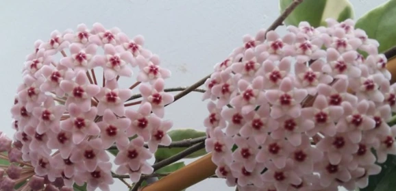 SE-7d2991a3-cf61-44a0-a441-c5d542f54d0e.png?typew1