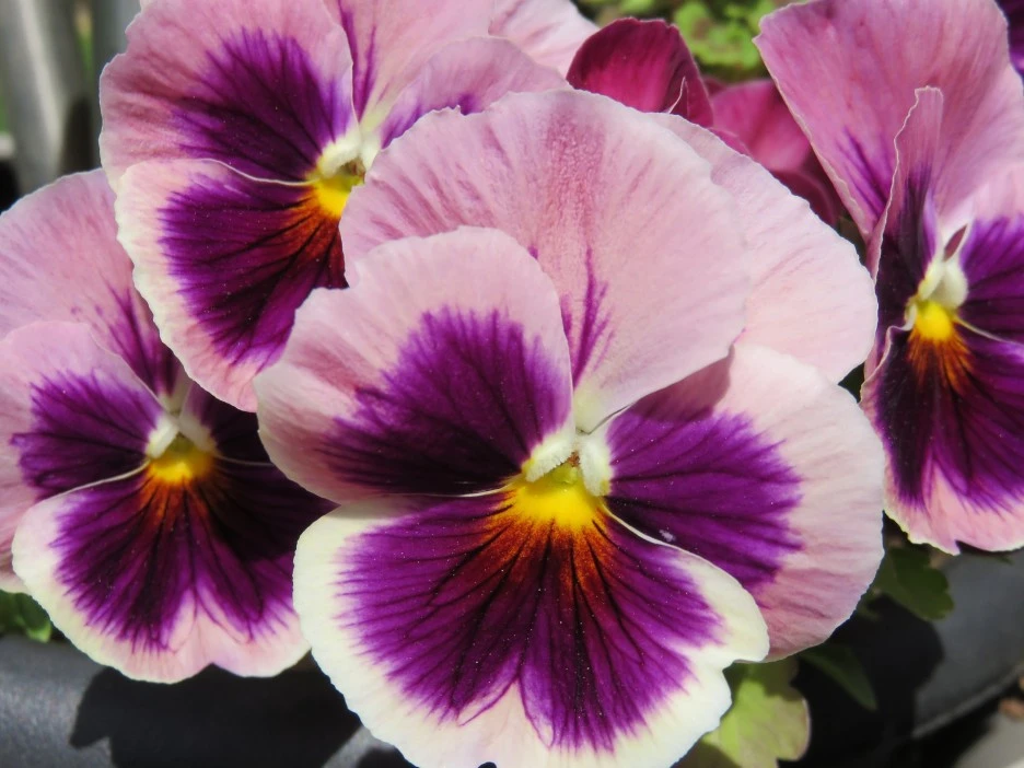 pansy-788153_1920.jpg?typew1