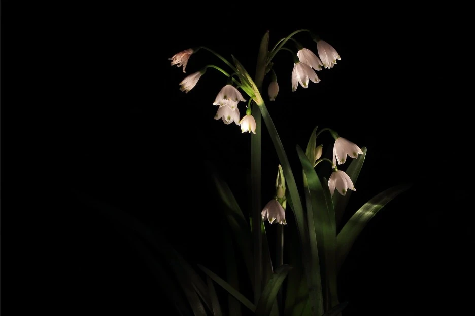 marzenbecher-2174524_1920.jpg?typew1