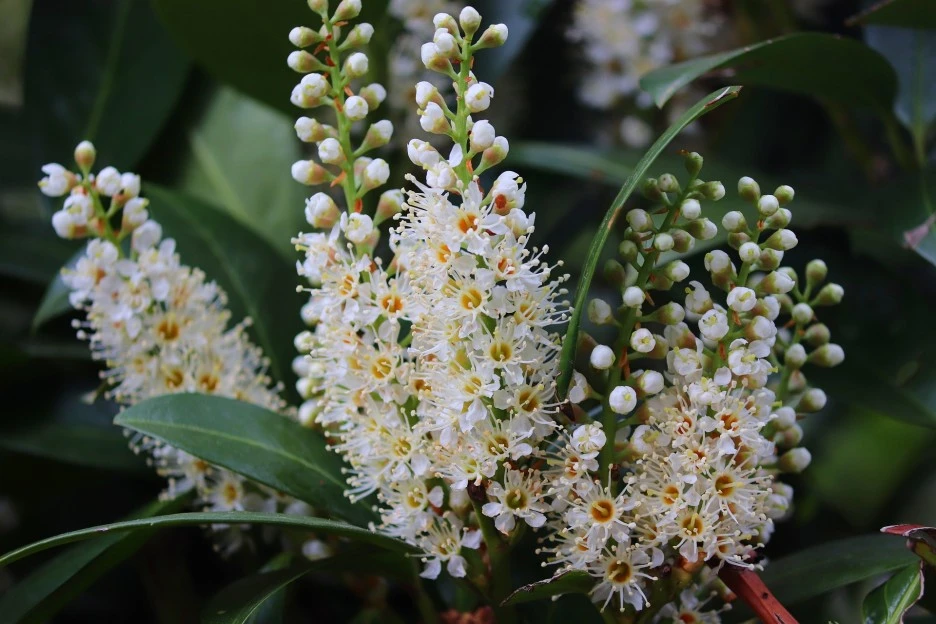 cherry-laurel-4161426_1920.jpg?type=w1