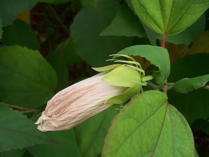 result_2006_7_6_8_52_8_328_16-lysook7.jpg?typew1