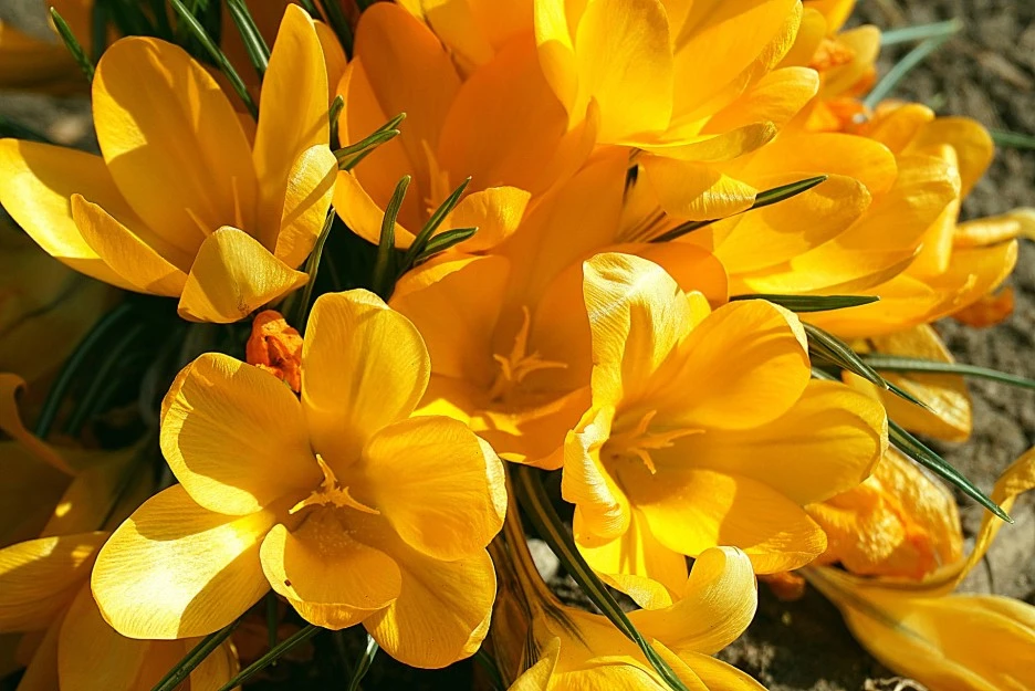 crocuses-4984558_1920.jpg?type=w1