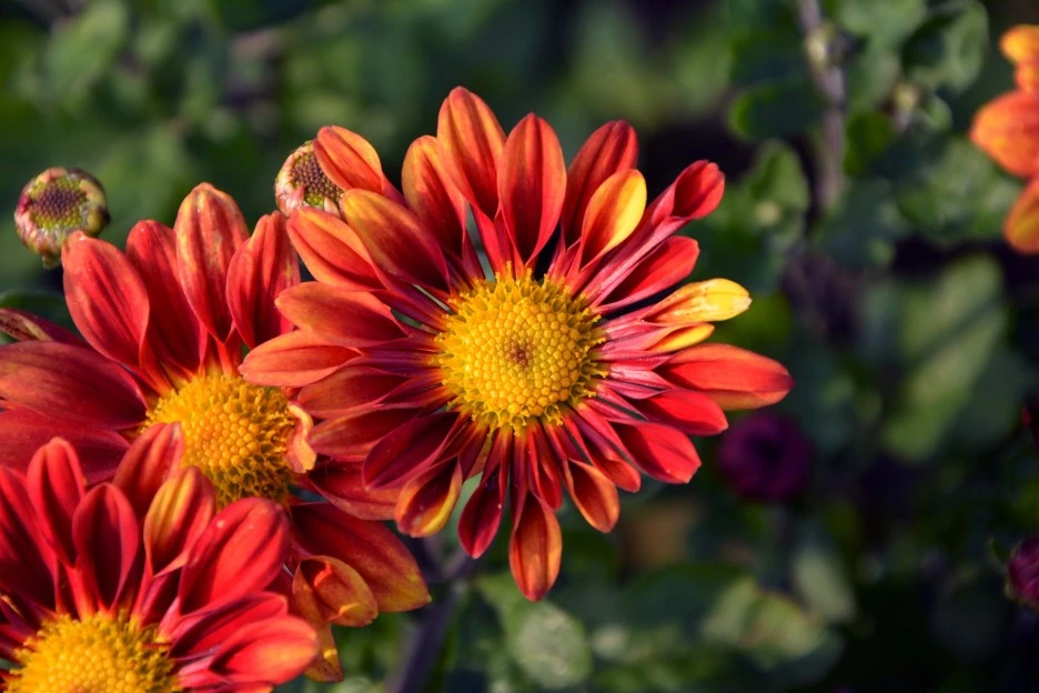 flower-3134698_1920.jpg?type=w1