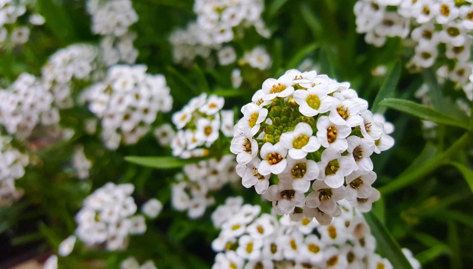 alyssum-6141333_1920.jpg?type=w1