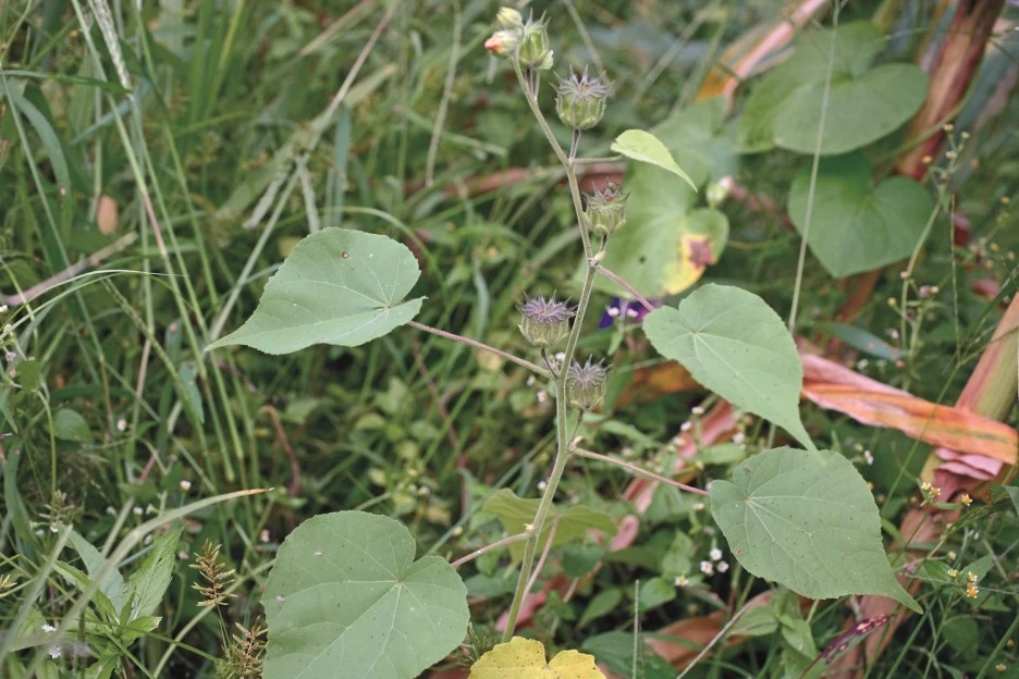 ib69_2_i2_%EA%B5%AD%EB%A6%BD%EA%B3%B5%EC%9B%90%EA%B3%B5%EB%8B%A8_%EC%83%9D%EB%AC%BC%EC%A2%85%EC%A0%95%EB%B3%B4.jpg?type=w1