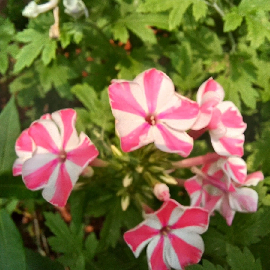 20220705%EF%BC%BF123321.jpg?type=w1