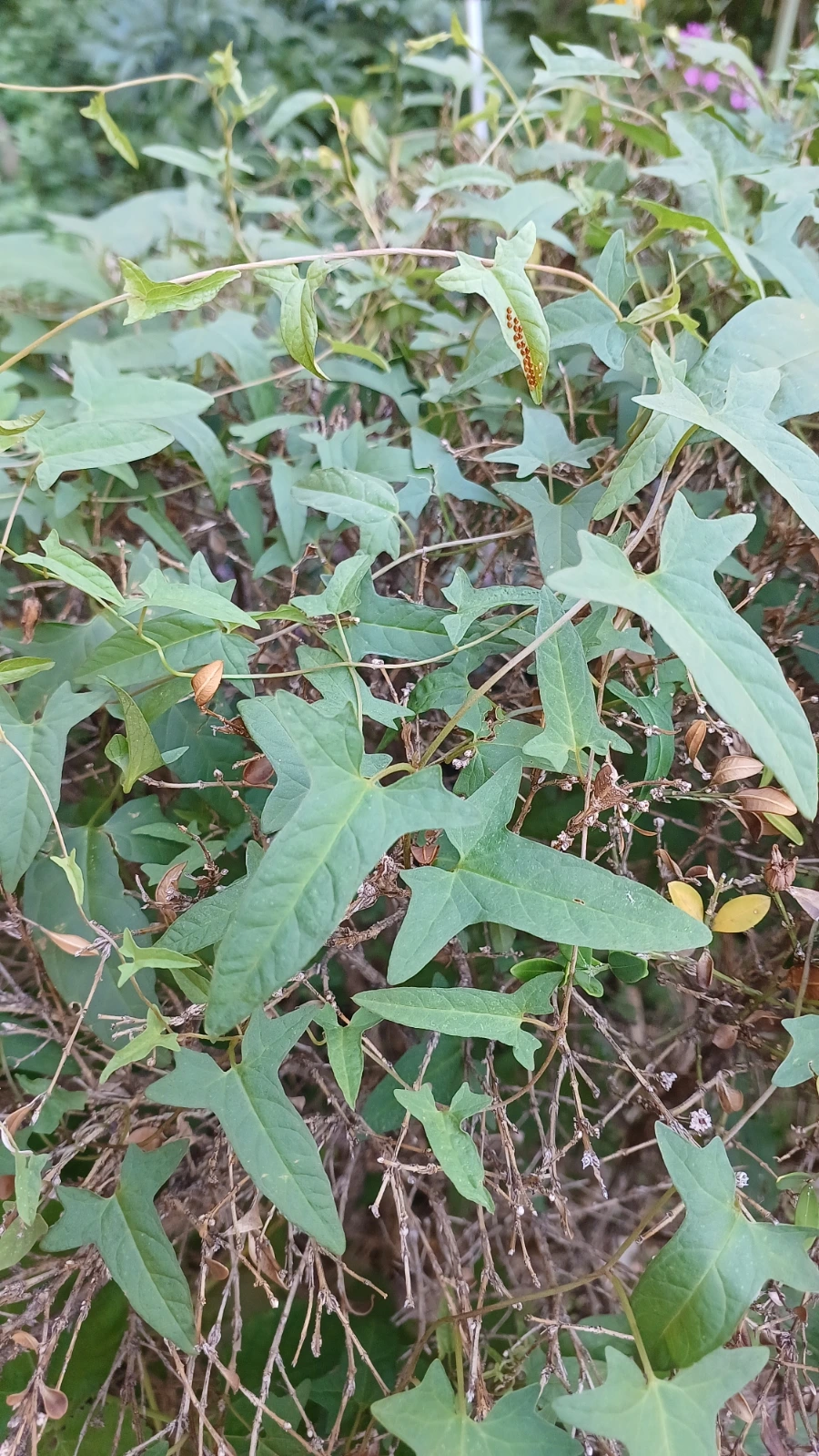 20220816%EF%BC%BF162237.jpg?type=w1