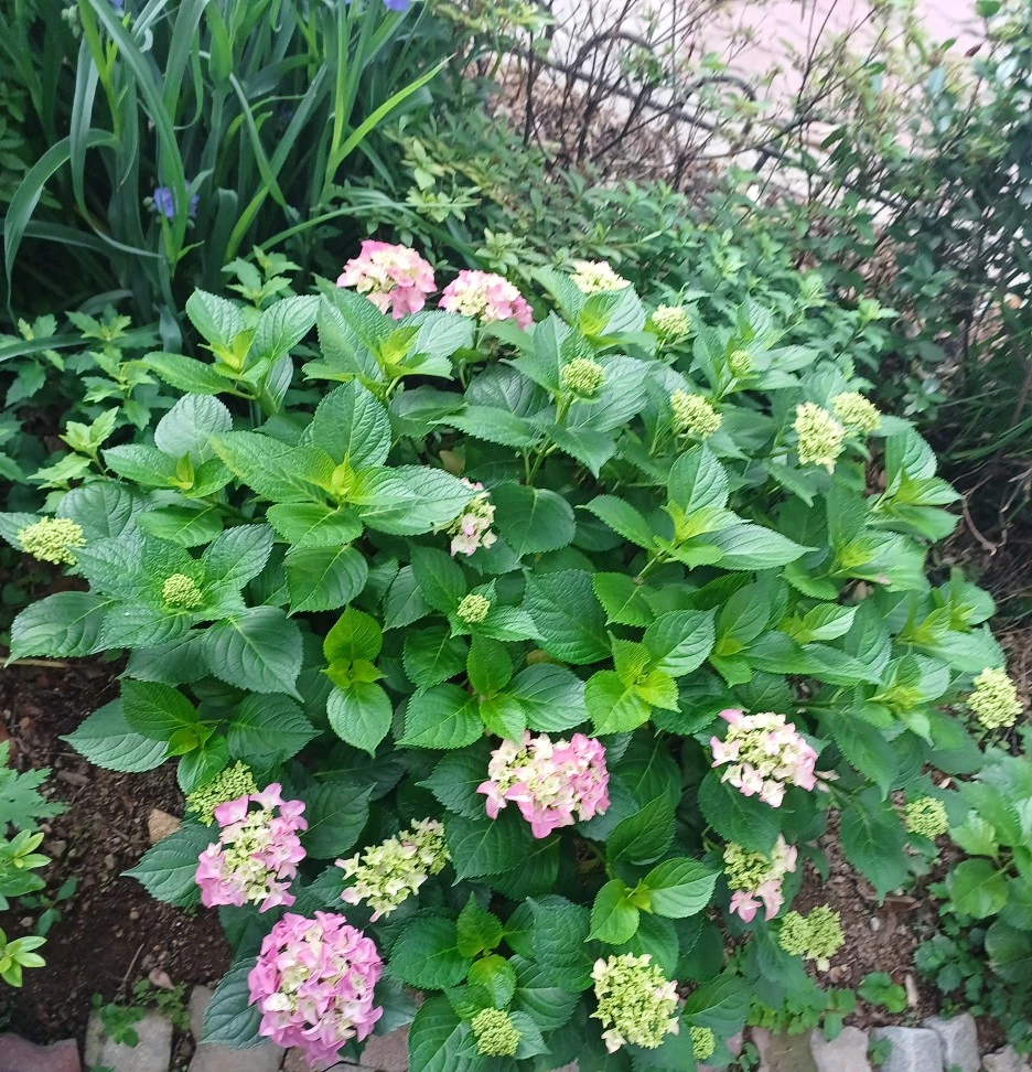 20230602_071307.jpg?type=w1