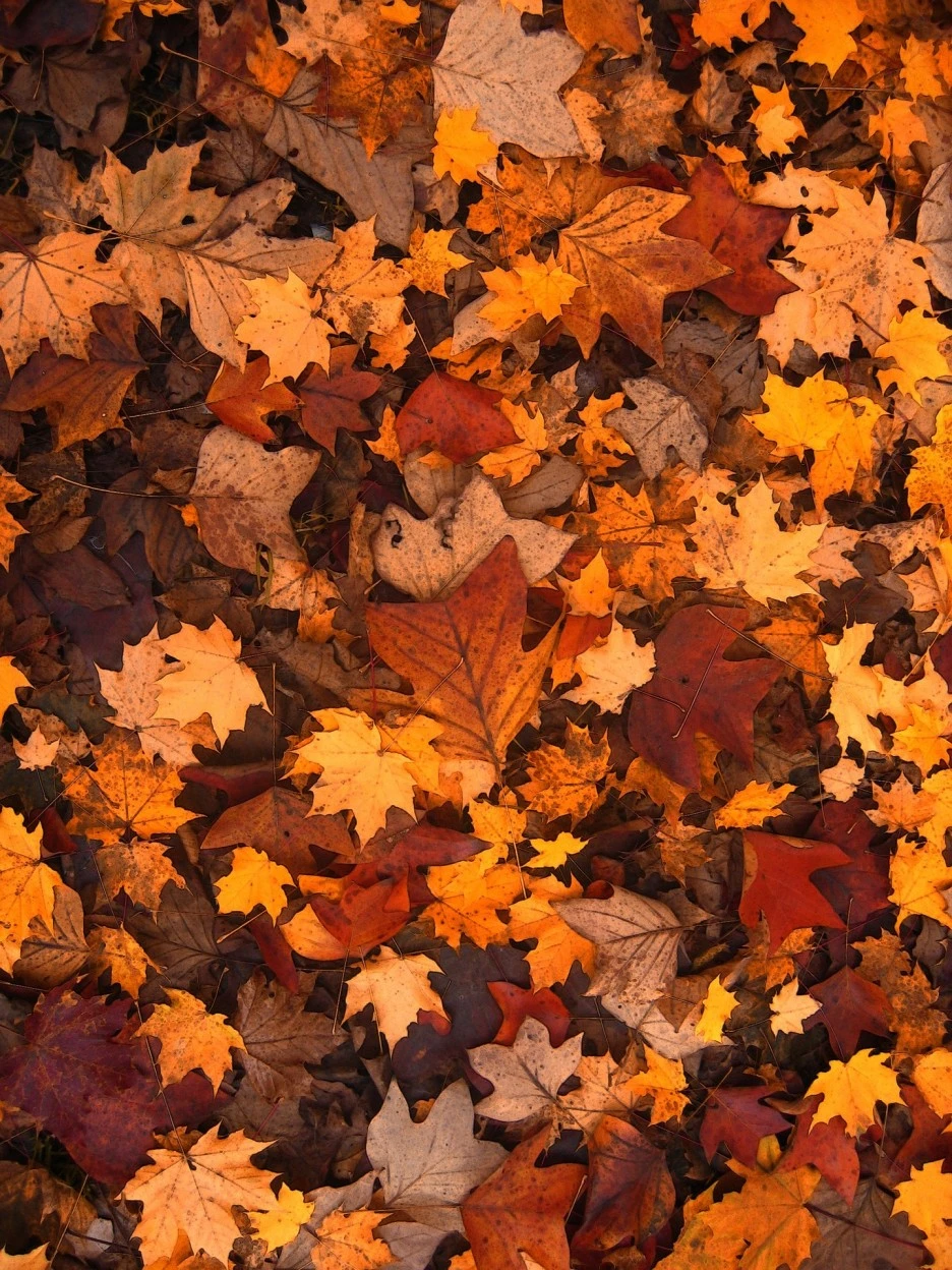 autumn-111315_1920.jpg?type=w1