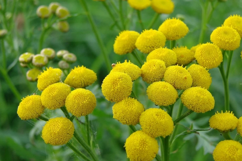 tansy-1186677_1280.jpg?typew1