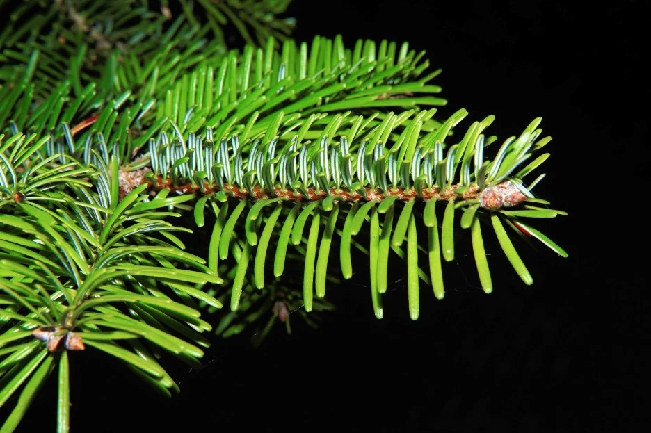 fir-branch-419078_1920.jpg?type=w1