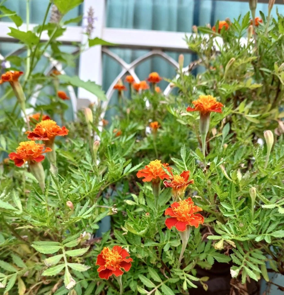 SE-a11c3dba-f379-4915-867d-e8bb5a41ce64.jpg?type=w1