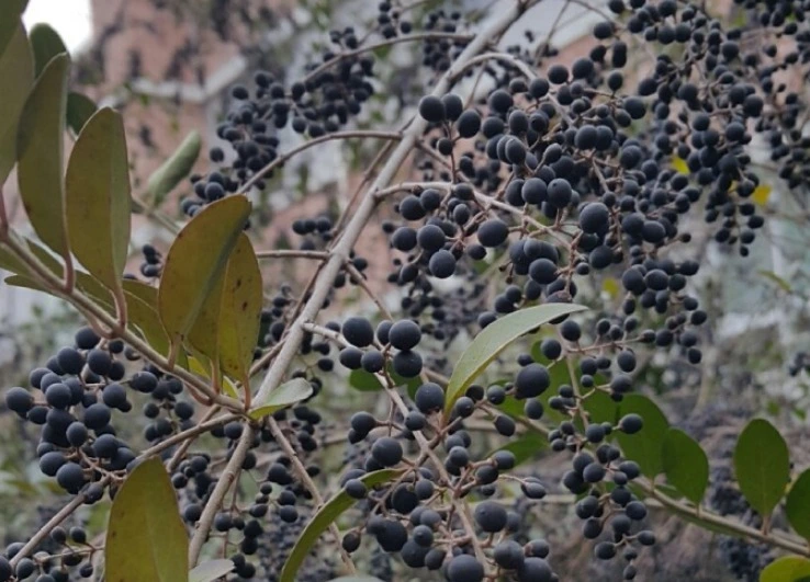 웹 캡처_23-5-2023_1198_cafe.naver.com.jpeg