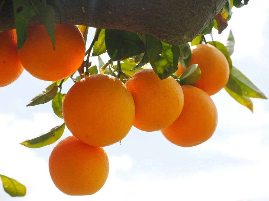 oranges-1117498_1920.jpg?type=w1