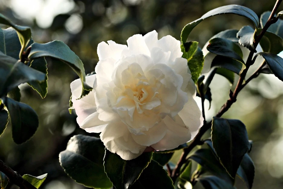 camellia-1883205_1920.jpg?type=w1