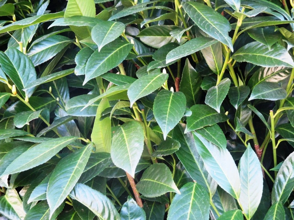cherry-laurel-261162_1920.jpg?type=w1
