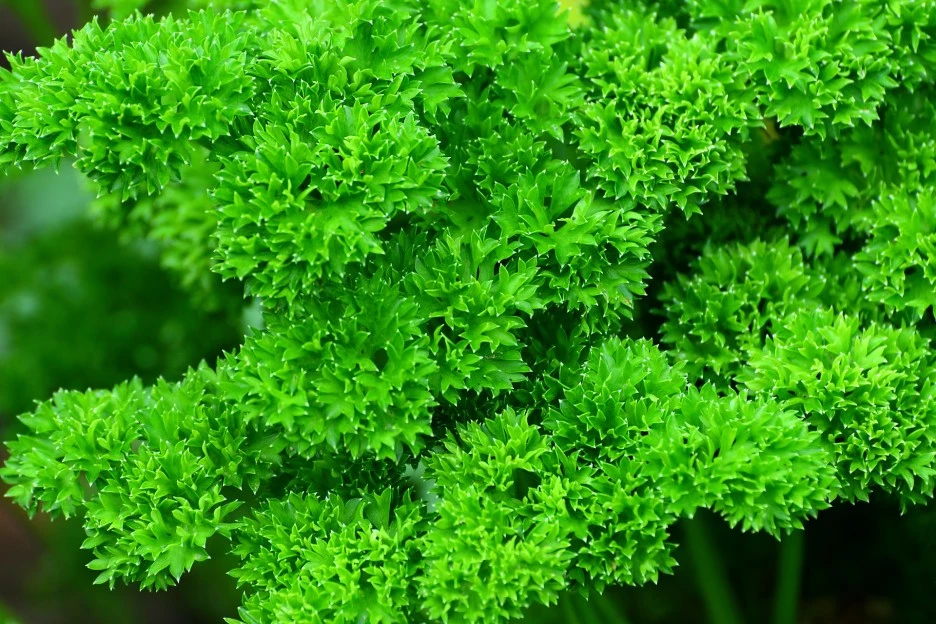 herbs-7463421_1920.jpg?type=w1