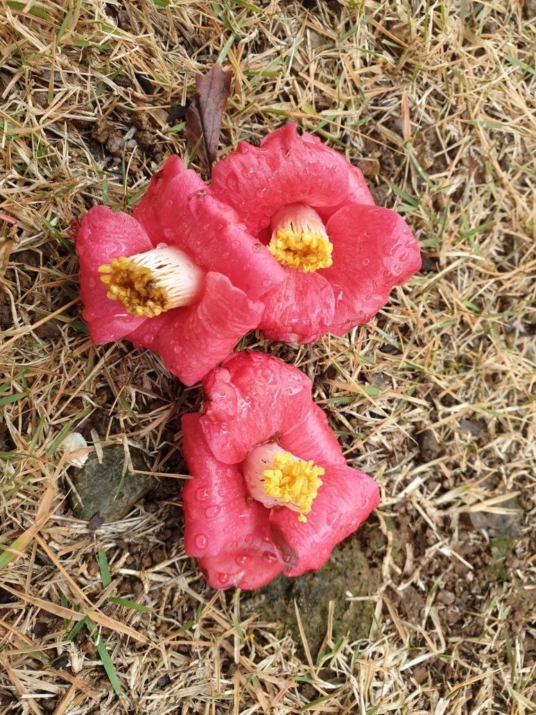 20221129_105311_%EB%8F%99%EB%B0%B1%EA%BD%83.jpg?type=w1