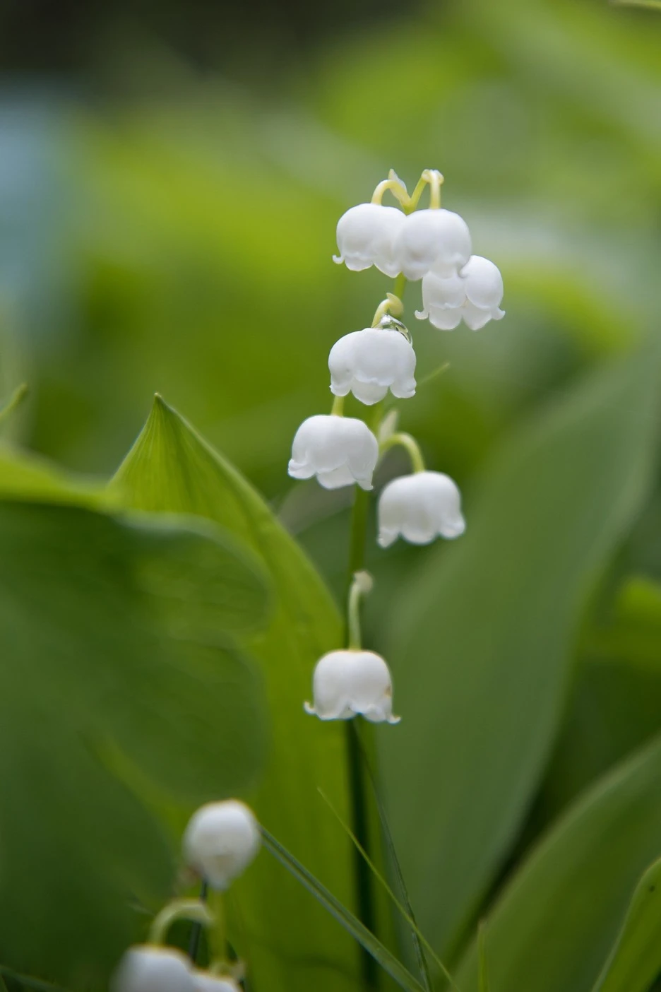 lily-of-the-valley-4295708_1920.jpg?typew1