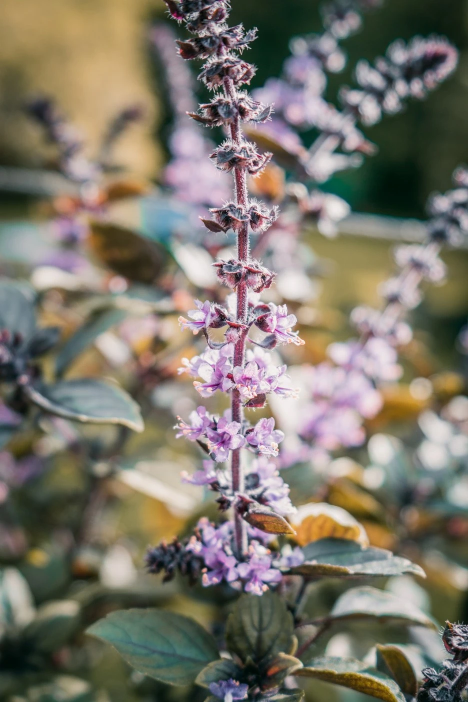 flower-5300958_1920.jpg?type=w1