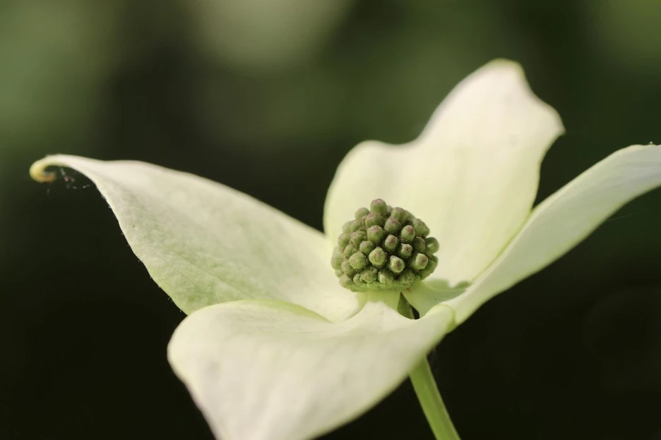 dogwood-7265482_1920.jpg?type=w1