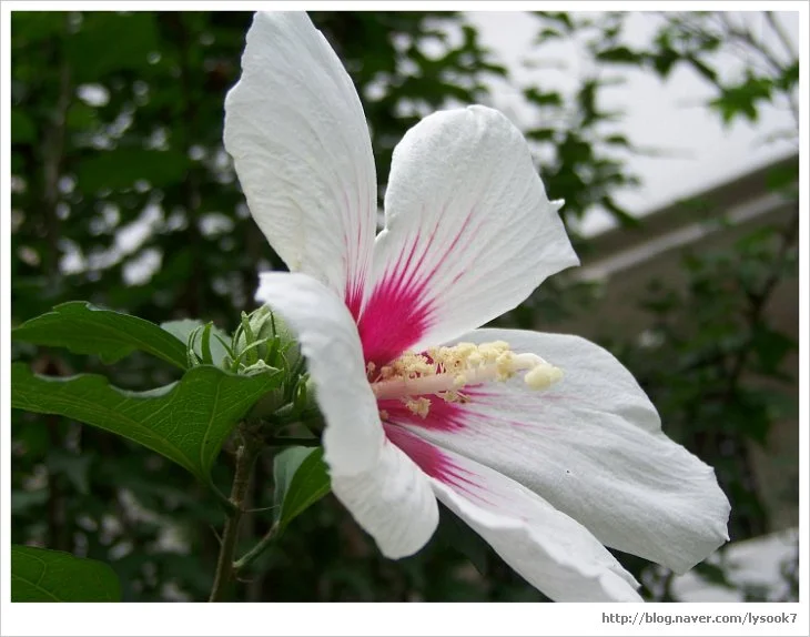 %EB%AC%B4%EA%B6%81%ED%99%94_%EC%98%86%EB%AA%A8%EC%8A%B5_%ED%9D%B0%EC%83%89.jpg?type=w1