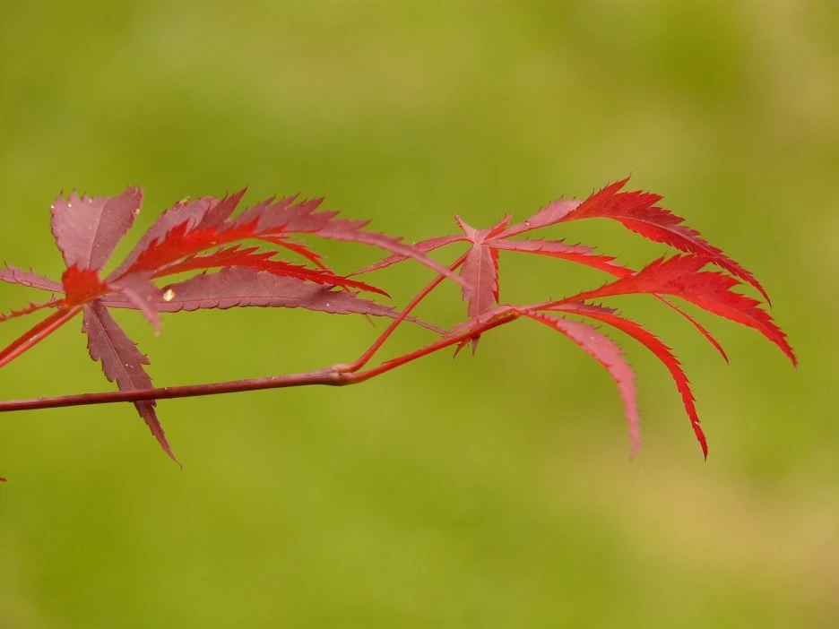 japanese-maple-8151_1920.jpg?type=w1