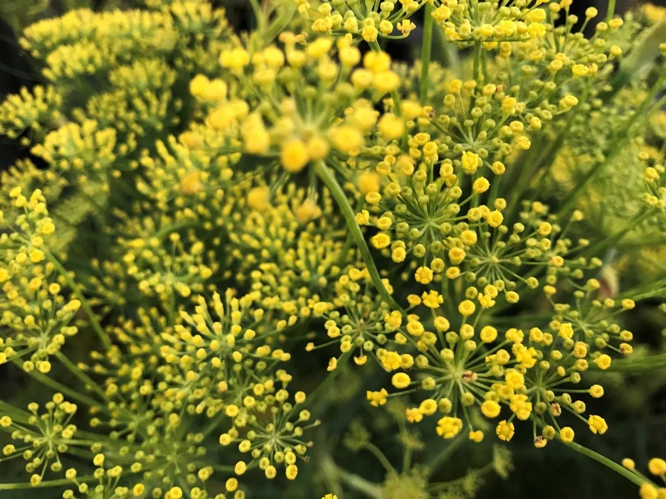 fennel-flower-5872218_1920.jpg?type=w1