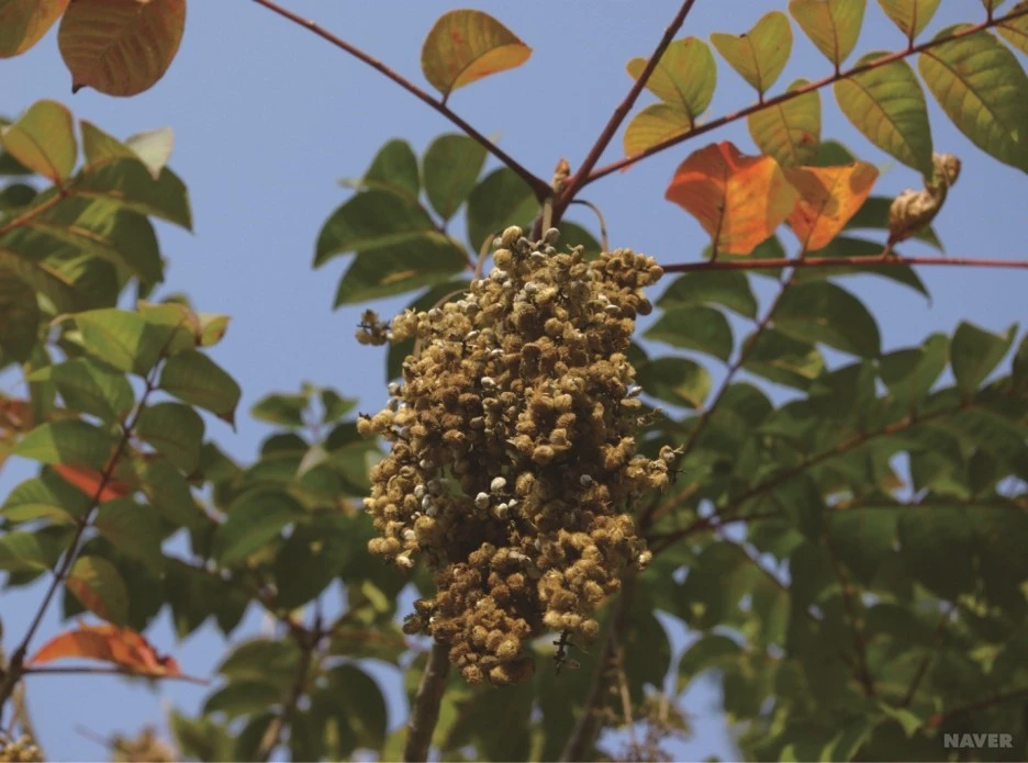 ib13_98_i13%EC%95%BD%EC%B4%88%EB%8F%84%EA%B0%90.jpg?type=w1