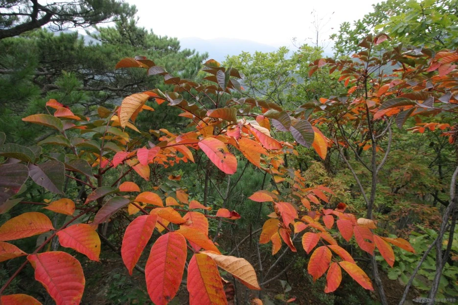 ia40_910_i3_%ED%95%9C%EA%B5%AD%EC%8B%9D%EB%AC%BC%EC%83%9D%ED%83%9C%EB%B3%B4%EA%B0%90_1.jpg?type=w1