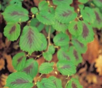 SE-b22c4358-bf01-44f6-816b-d79977b980e2.jpg?type=w1