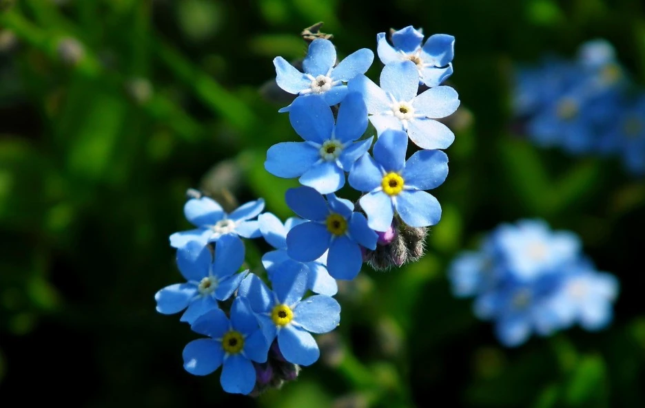 forget-me-nots-5859409_1920.jpg?type=w1