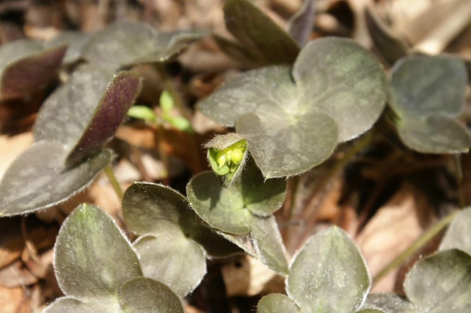 ib68_903_i4_%EA%B5%AD%EB%A6%BD%EA%B3%B5%EC%9B%90%EA%B3%B5%EB%8B%A8_%EC%83%9D%EB%AC%BC%EC%A2%85%EC%A0%95%EB%B3%B4.jpg?type=w1