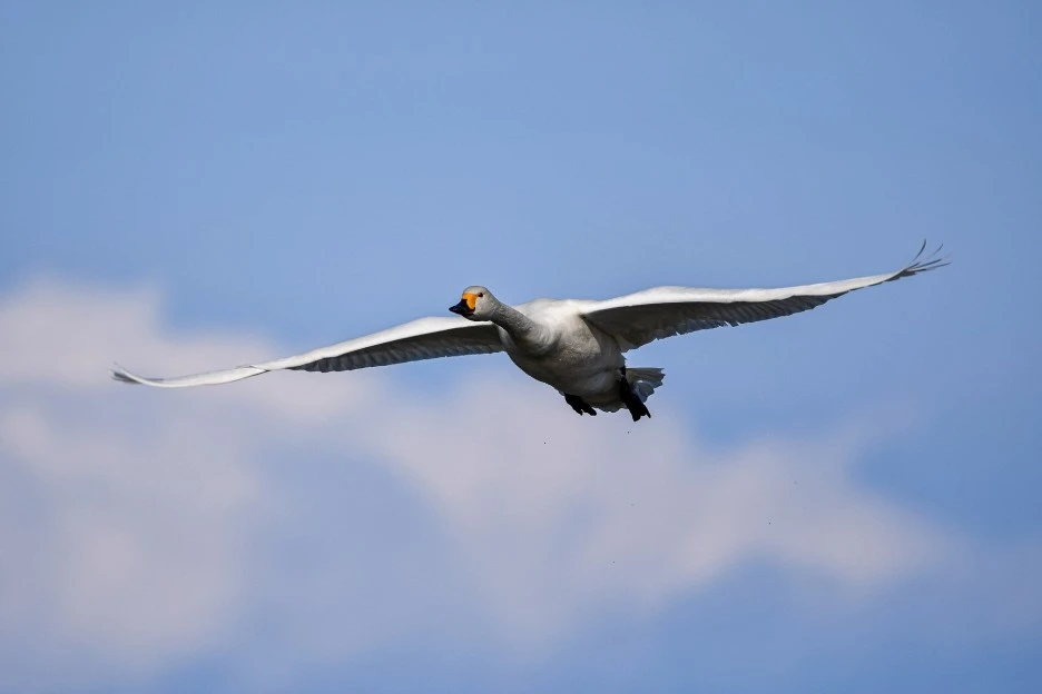 bird-g6c95908b6_1920.jpg?type=w1