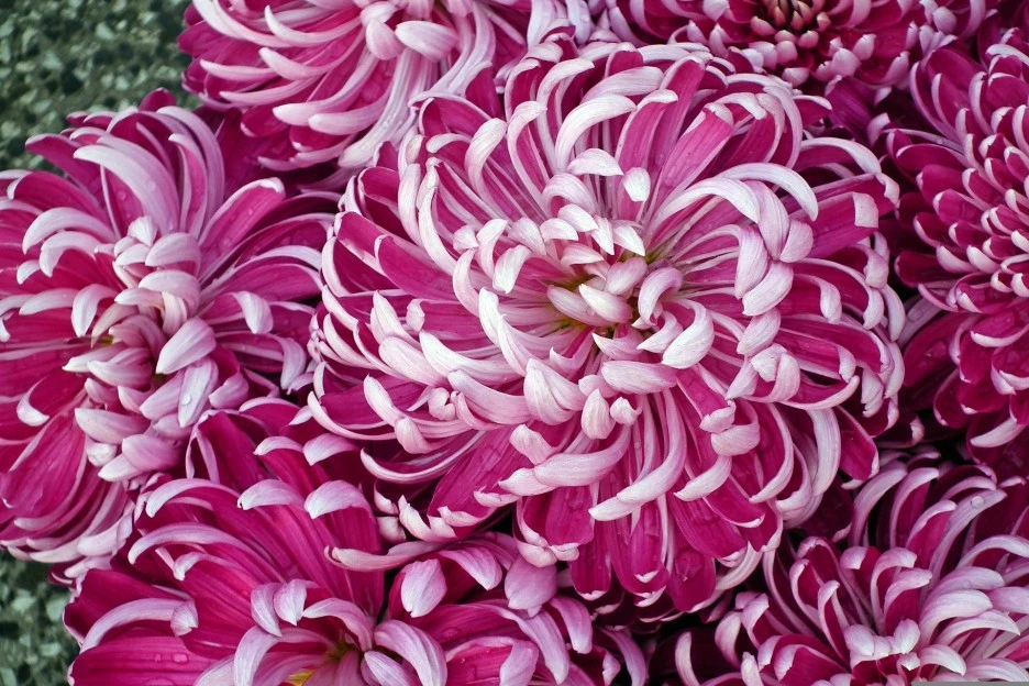 chrysanthemums-4758877_1920.jpg?type=w1
