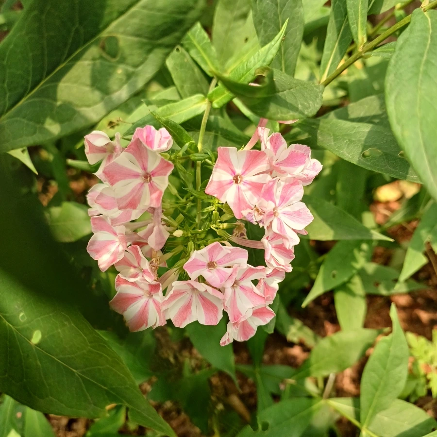 20220705%EF%BC%BF123159.jpg?type=w1