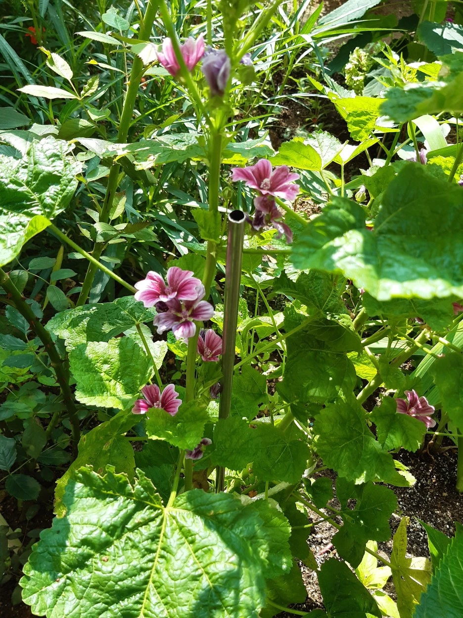 20200709_100123_%EB%8B%B9%EC%95%84%EC%9A%B1.jpg?type=w1