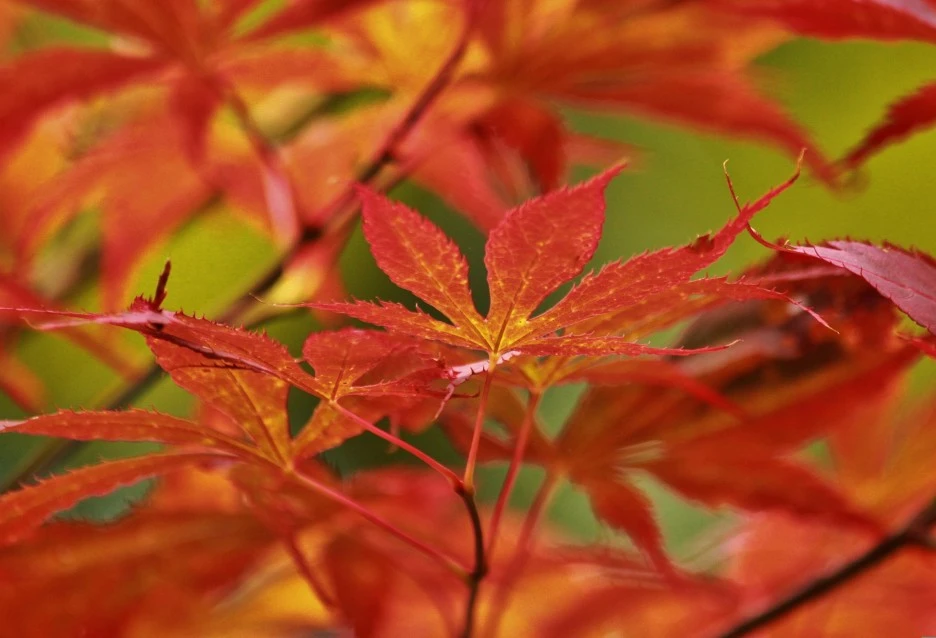 maple-480487_1920.jpg?type=w1