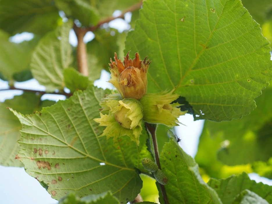 hazelnut-694024_1920.jpg?type=w1