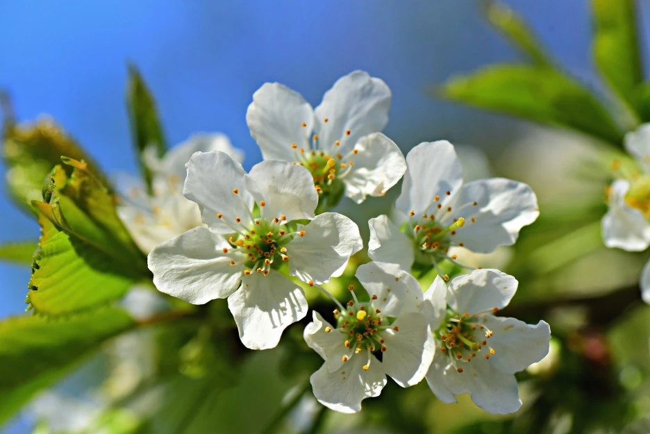 apple-blossom-4168964_1920.jpg?type=w1