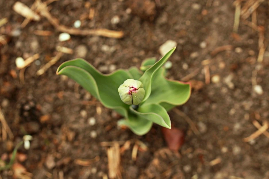 flower-6779126_1920.jpg?typew1