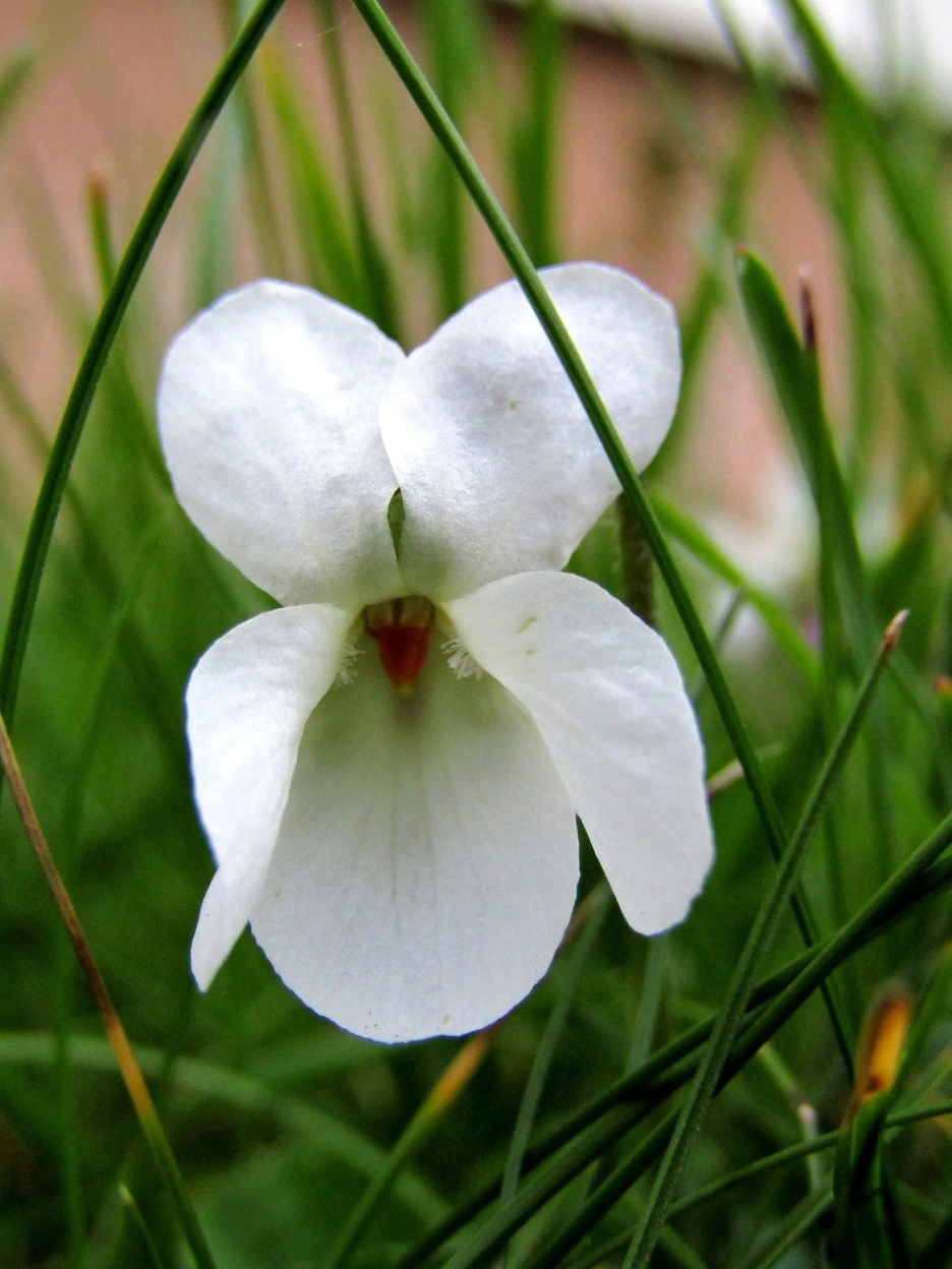 white-4124109_1920.jpg?type=w1