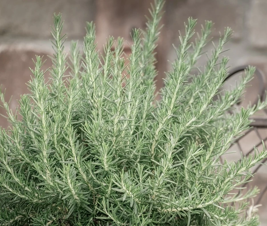 SE-ca6fd6e0-981f-4161-b25c-9fa40b0433ba.jpg?type=w1