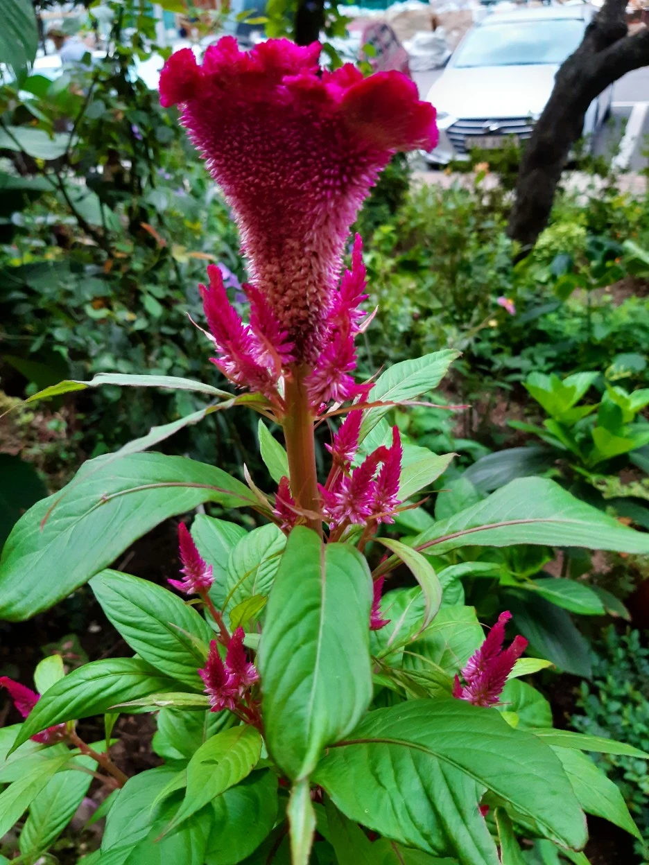 20200831_062356.jpg?type=w1