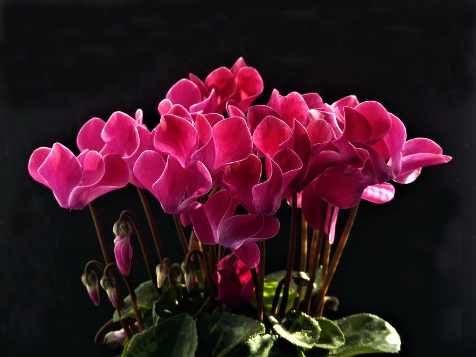 cyclamen-5219080_1920.jpg?type=w1
