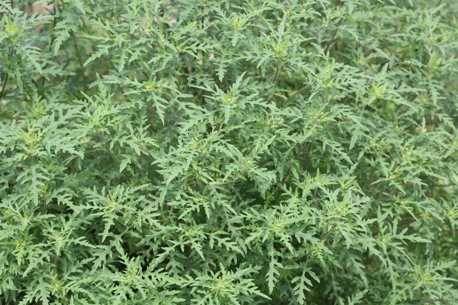 ia40_574_i3_%EA%B5%AD%EB%A6%BD%EC%83%9D%EB%AC%BC%EC%9E%90%EC%9B%90%EA%B4%80_%EC%83%9D%EB%AC%BC%EB%8B%A4%EC%96%91%EC%84%B1%EC%A0%95%EB%B3%B4.jpg?type=w1