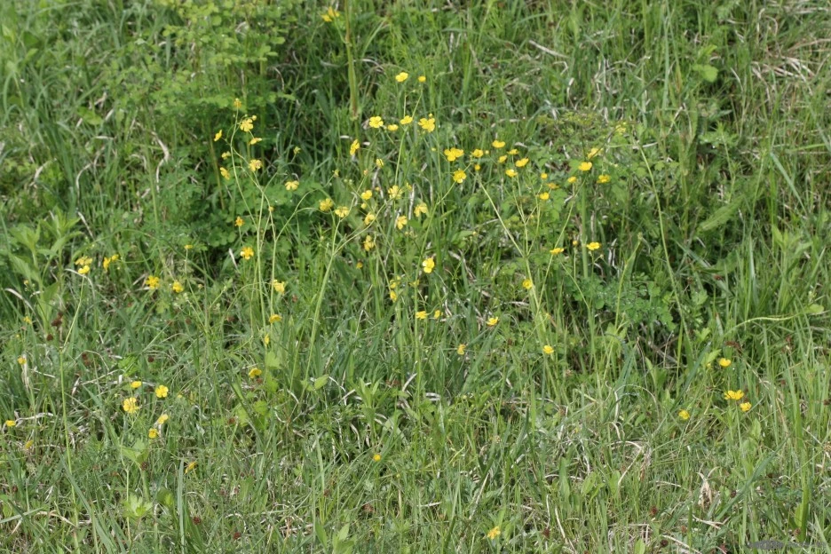 ia40_316_i2_%EA%B5%AD%EB%A6%BD%EC%83%9D%EB%AC%BC%EC%9E%90%EC%9B%90%EA%B4%80_%EC%83%9D%EB%AC%BC%EB%8B%A4%EC%96%91%EC%84%B1%EC%A0%95%EB%B3%B4.jpg?type=w1