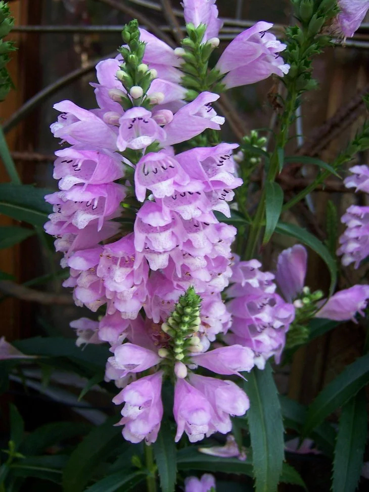 result_2006_7_3_11_49_34_78_14-lysook7.jpg?type=w1