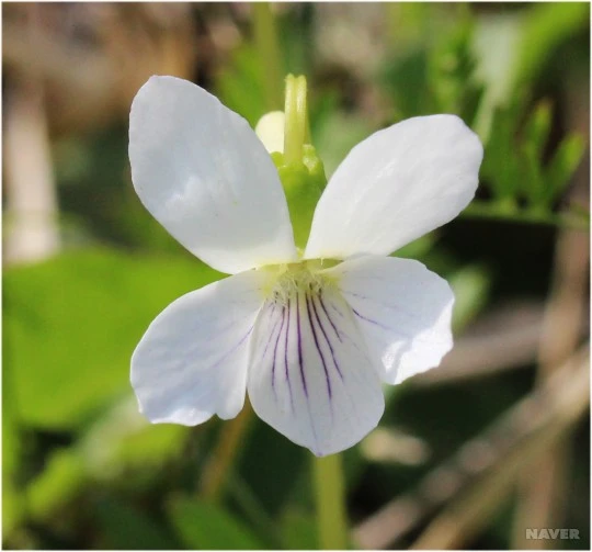 9D_1_%ED%9D%B0%EC%A0%9C%EB%B9%84%EA%BD%83__(%EC%B6%9C%EC%B2%98_-_%ED%95%9C%EA%B5%AD%EC%8B%9D%EB%AC%BC%ED%95%99%ED%9A%8C,_%EC%95%88%EC%A7%84%ED%9D%A5).jpg?typew1